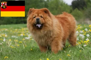 Read more about the article Chow-Chow criadores e cachorros em Renânia-Palatinado