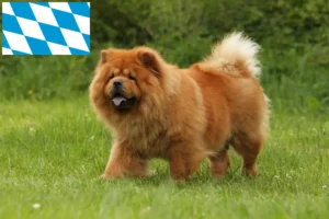 Read more about the article Chow-Chow criadores e cachorros em Bavaria