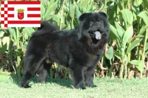 Read more about the article Chow-Chow criadores e cachorros em Bremen