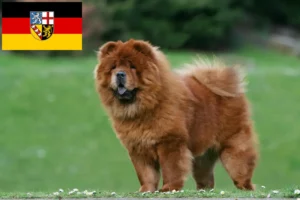 Read more about the article Chow-Chow criadores e cachorros em Saarland