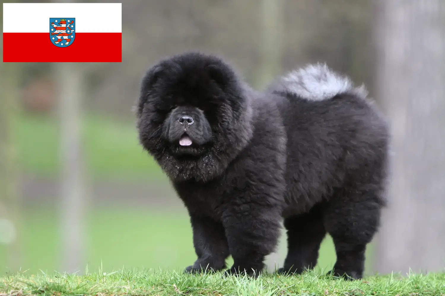 Read more about the article Chow-Chow criadores e cachorros em Thuringia