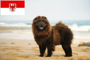 Read more about the article Chow-Chow criadores e cachorros em Brandenburg