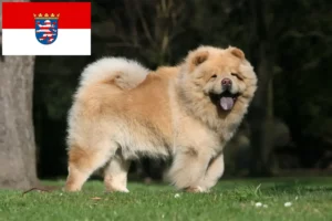 Read more about the article Chow-Chow criadores e cachorros em Hessen