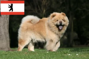 Read more about the article Chow-Chow criadores e cachorros em Berlim