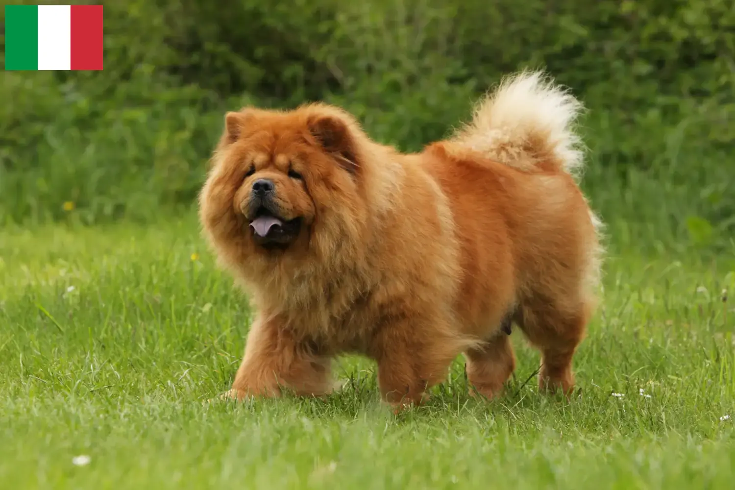 Read more about the article Chow-Chow criadores e cachorros em Itália