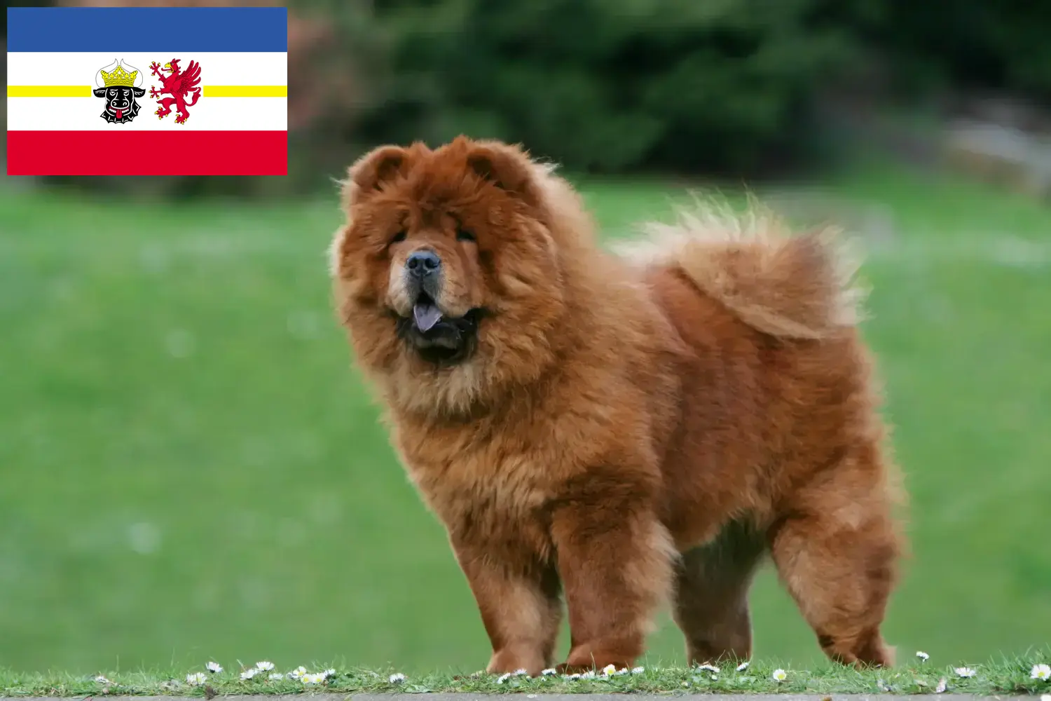 Read more about the article Chow-Chow criadores e cachorros em Mecklenburg-Vorpommern