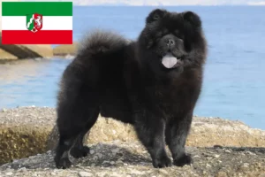 Read more about the article Chow-Chow criadores e cachorros na Renânia do Norte-Vestefália