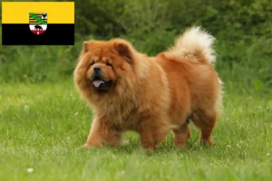 Read more about the article Chow-Chow criadores e cachorros em Saxónia-Anhalt