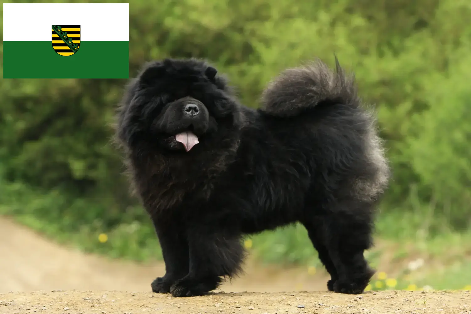 Read more about the article Chow-Chow criadores e cachorros em Saxónia