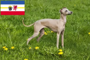 Read more about the article Criadores de sinos de vento italianos e cachorros em Mecklenburg-Vorpommern