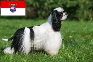 Read more about the article Criadores de Cocker Spaniel americano e cachorros em Hessen