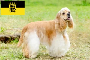 Read more about the article Criadores de Cocker Spaniel americano e cachorros em Baden-Württemberg