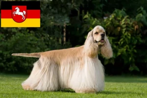 Read more about the article Criadores de Cocker Spaniel americano e cachorros na Baixa Saxónia