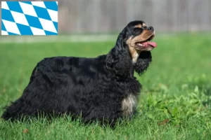 Read more about the article Criadores de Cocker Spaniel americano e cachorros na Baviera