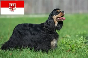 Read more about the article Criadores de Cocker Spaniel americano e cachorros em Brandenburg