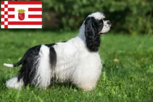 Read more about the article Criador de Cocker Spaniel americano e cachorros em Bremen