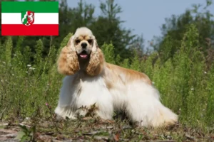 Read more about the article Criadores de Cocker Spaniel americano e cachorros na Renânia do Norte-Vestefália