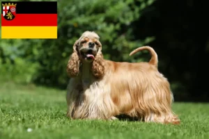 Read more about the article Criadores de Cocker Spaniel americano e cachorros em Renânia-Palatinado