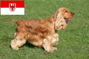 Read more about the article Criadores de Cocker Spaniel Inglês e cachorros em Brandenburg