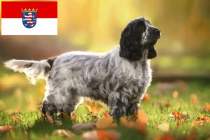 Read more about the article Criadores de Cocker Spaniel Inglês e cachorros em Hessen