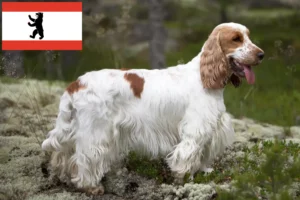 Read more about the article Criador de Cocker Spaniel inglês e cachorros em Berlim