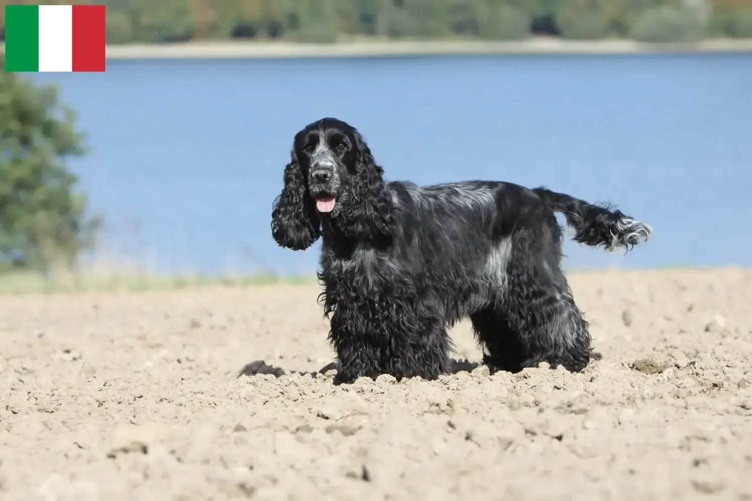 Read more about the article Criadores de Cocker Spaniel Inglês e cachorros em Itália