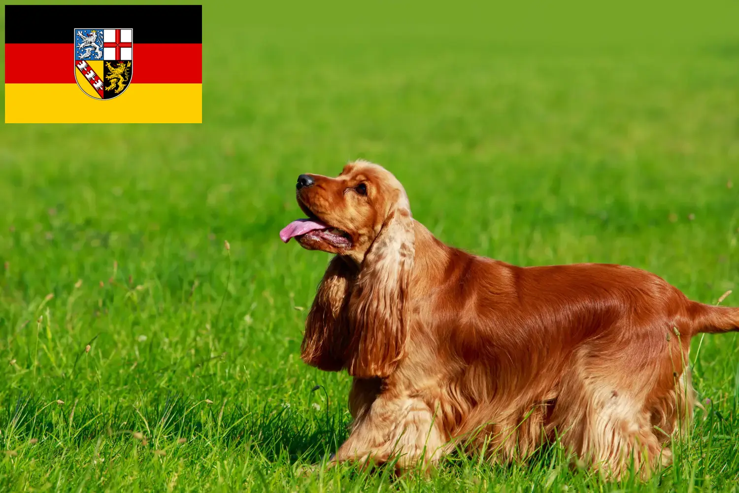 Read more about the article Criadores de Cocker Spaniel Inglês e cachorros em Saarland