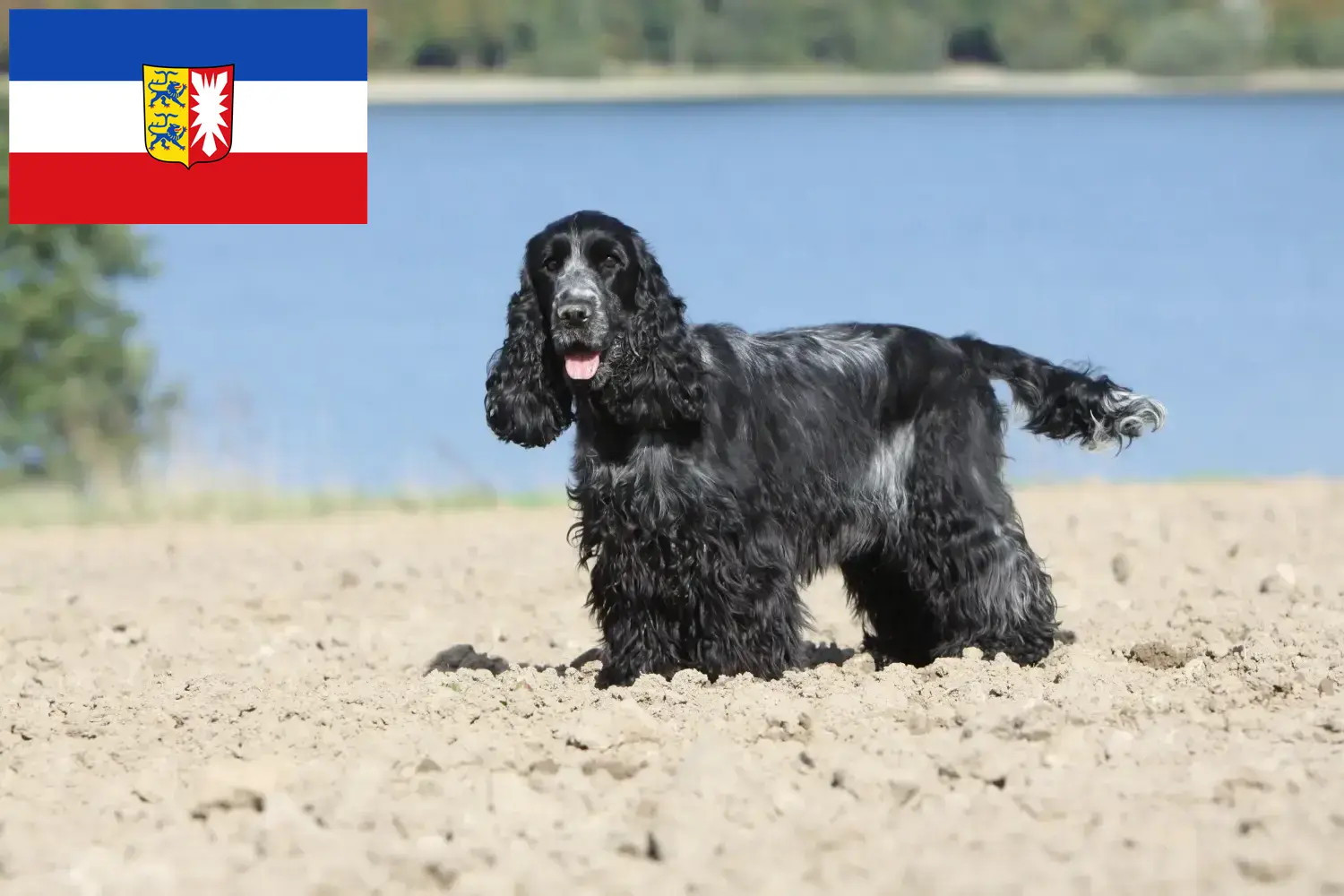 Read more about the article Criadores de Cocker Spaniel inglês e cachorros em Schleswig-Holstein