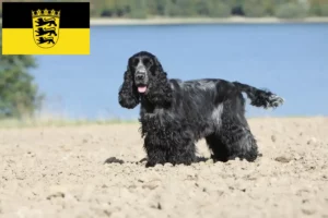 Read more about the article Criadores de Cocker Spaniel inglês e cachorros em Baden-Württemberg