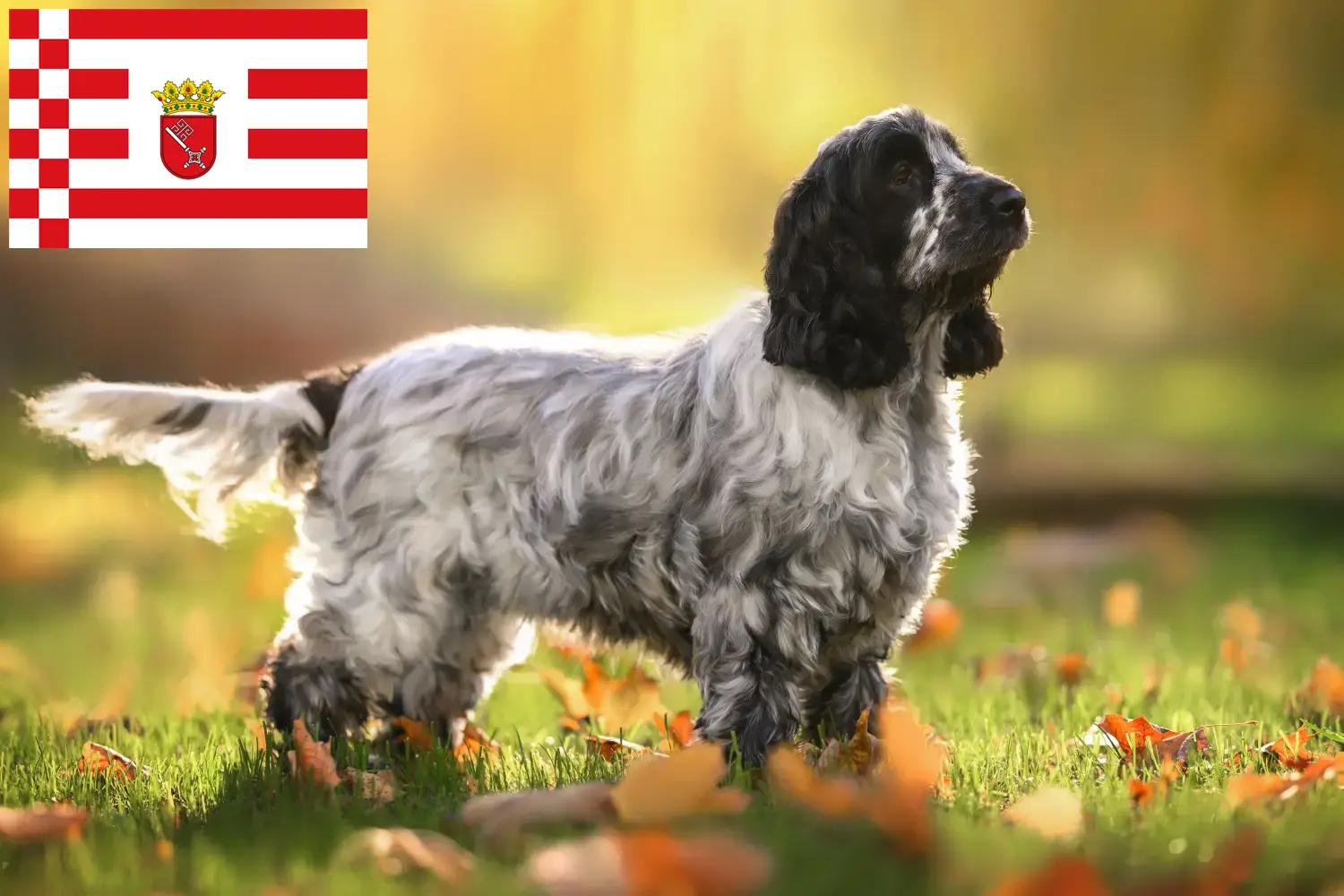 Read more about the article Criador de Cocker Spaniel Inglês e cachorros em Bremen