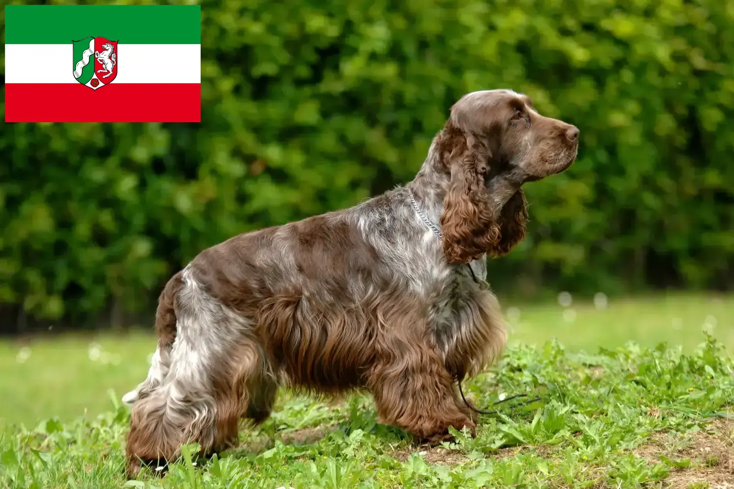 Read more about the article Criadores de Cocker Spaniel inglês e cachorros na Renânia do Norte-Vestefália