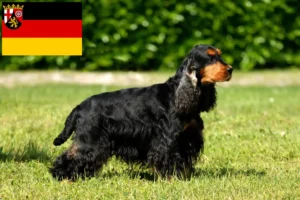 Read more about the article Criadores de Cocker Spaniel inglês e cachorros em Renânia-Palatinado