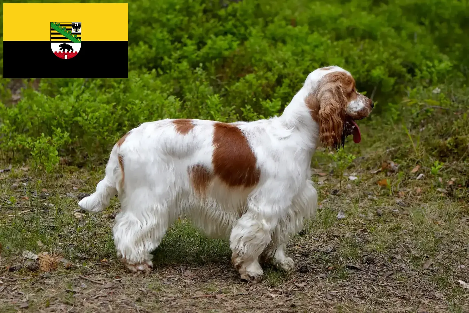 Read more about the article Criadores de Cocker Spaniel Inglês e cachorros em Saxónia-Anhalt