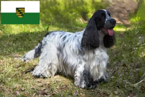 Read more about the article Criadores de Cocker Spaniel Inglês e cachorros em Saxónia