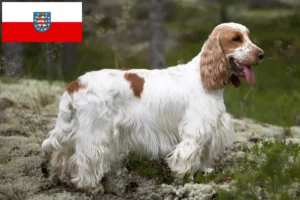 Read more about the article Criadores de Cocker Spaniel inglês e cachorros na Turíngia