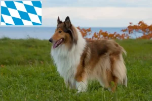 Read more about the article Criadores de Collie e cachorros na Baviera