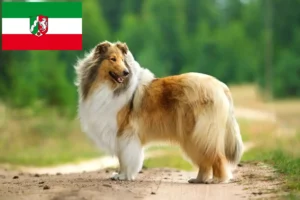 Read more about the article Criadores de Collie e cachorros na Renânia do Norte-Vestefália