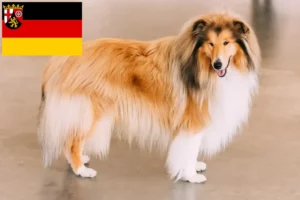 Read more about the article Criadores de Collie e cachorros em Renânia-Palatinado