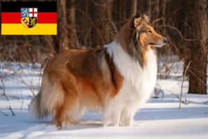 Read more about the article Criadores de Collie e cachorros em Saarland