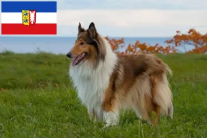 Read more about the article Criadores de Collie e cachorros em Schleswig-Holstein