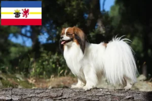 Read more about the article Criador de Spaniel Anão Continental e cachorros em Mecklenburg-Vorpommern