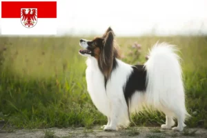 Read more about the article Criador de Spaniel Anão Continental e cachorros em Brandenburg