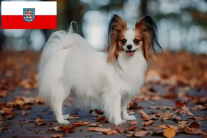 Read more about the article Criador de Spaniel Anão Continental e cachorros na Turíngia