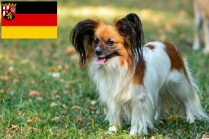 Read more about the article Criador de Spaniel Anão Continental e cachorros em Renânia-Palatinado