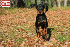 Read more about the article Criadores de Coonhound preto e castanho e cachorros em Bremen