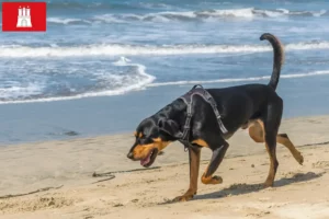 Read more about the article Criadores de Coonhound preto e castanho e cachorros em Hamburgo