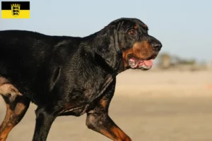 Read more about the article Criadores de Coonhound preto e castanho e cachorros em Baden-Württemberg