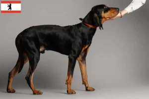 Read more about the article Criadores de Coonhound preto e castanho e cachorros em Berlim