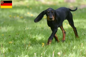 Read more about the article Criadores de Coonhound preto e castanho e cachorros em Renânia-Palatinado