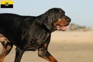 Read more about the article Criadores de Coonhound preto e castanho e cachorros em Saxónia-Anhalt